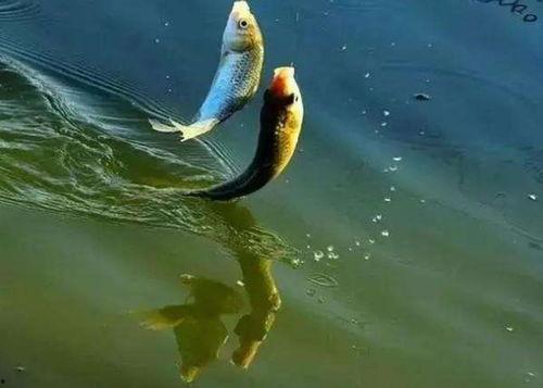 娱乐吃瓜钓鱼视频,吃瓜、钓鱼视频带你领略休闲生活新风尚